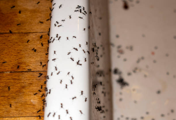 Best Termite Control Services  in Millvale, PA