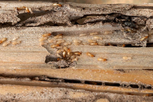Pest Control for Restaurants in Millvale, PA